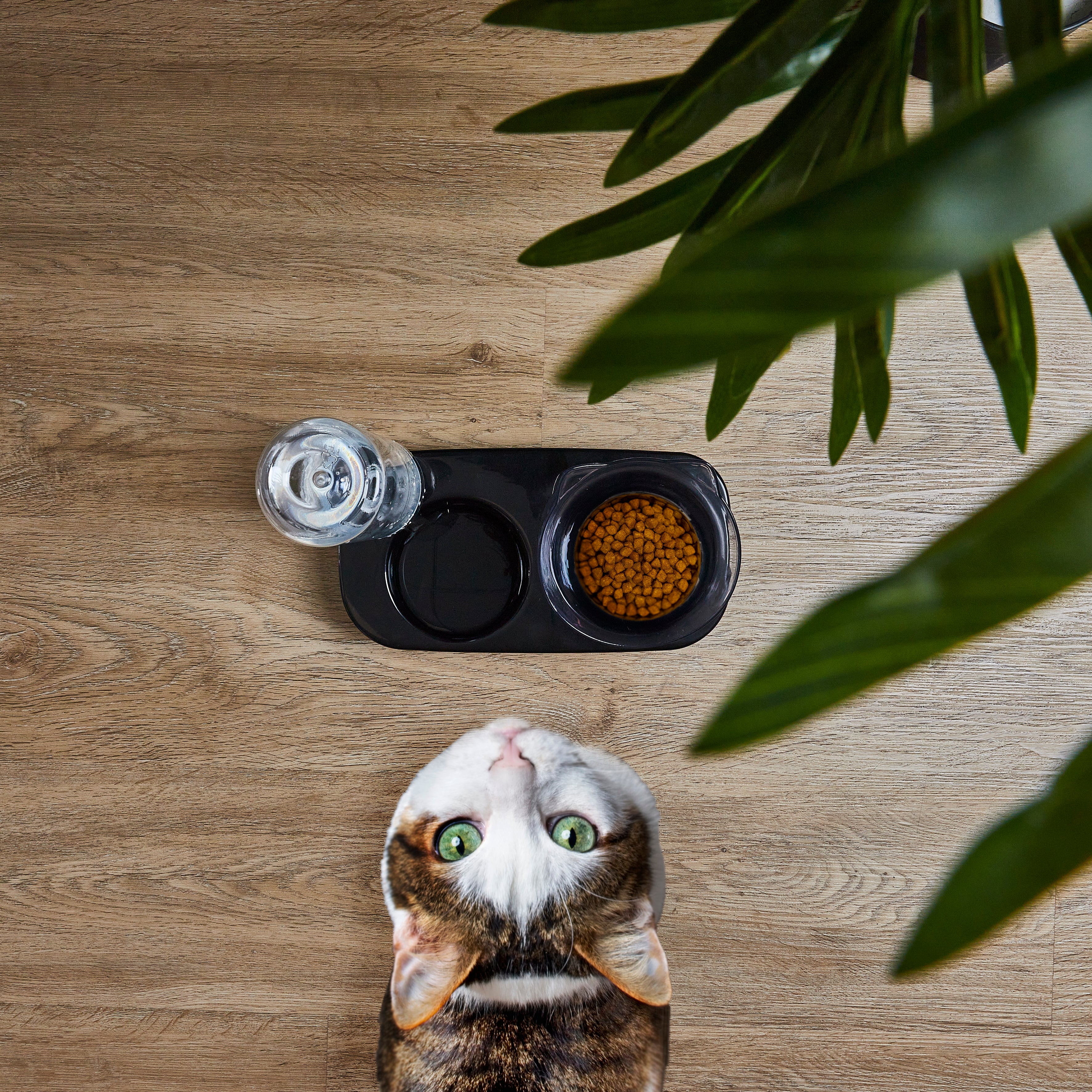 GAMELLE ET DISTRIBUTEUR EAU POUR ANIMAUX
