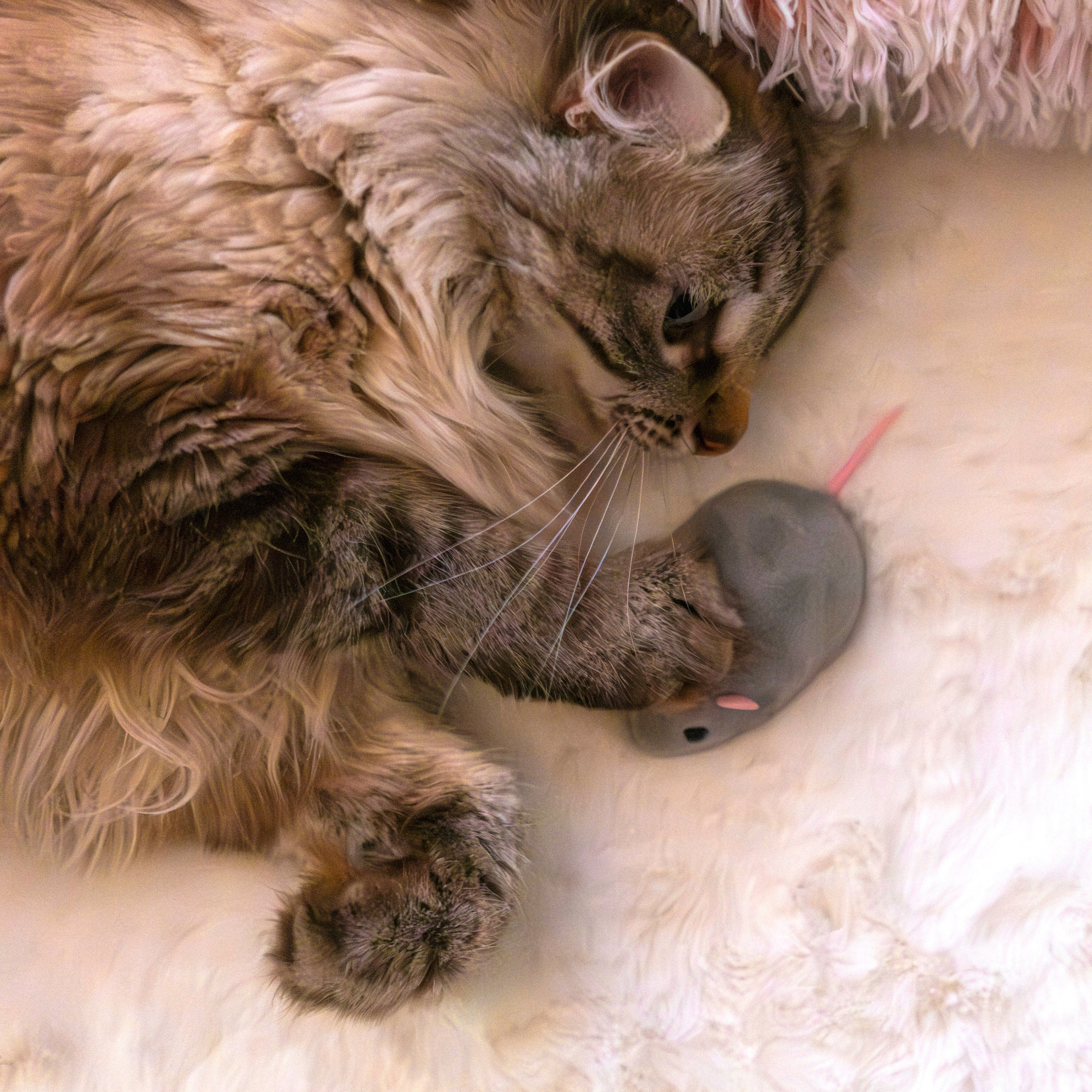 JEU SOURIS TELECOMMANDE POUR CHAT