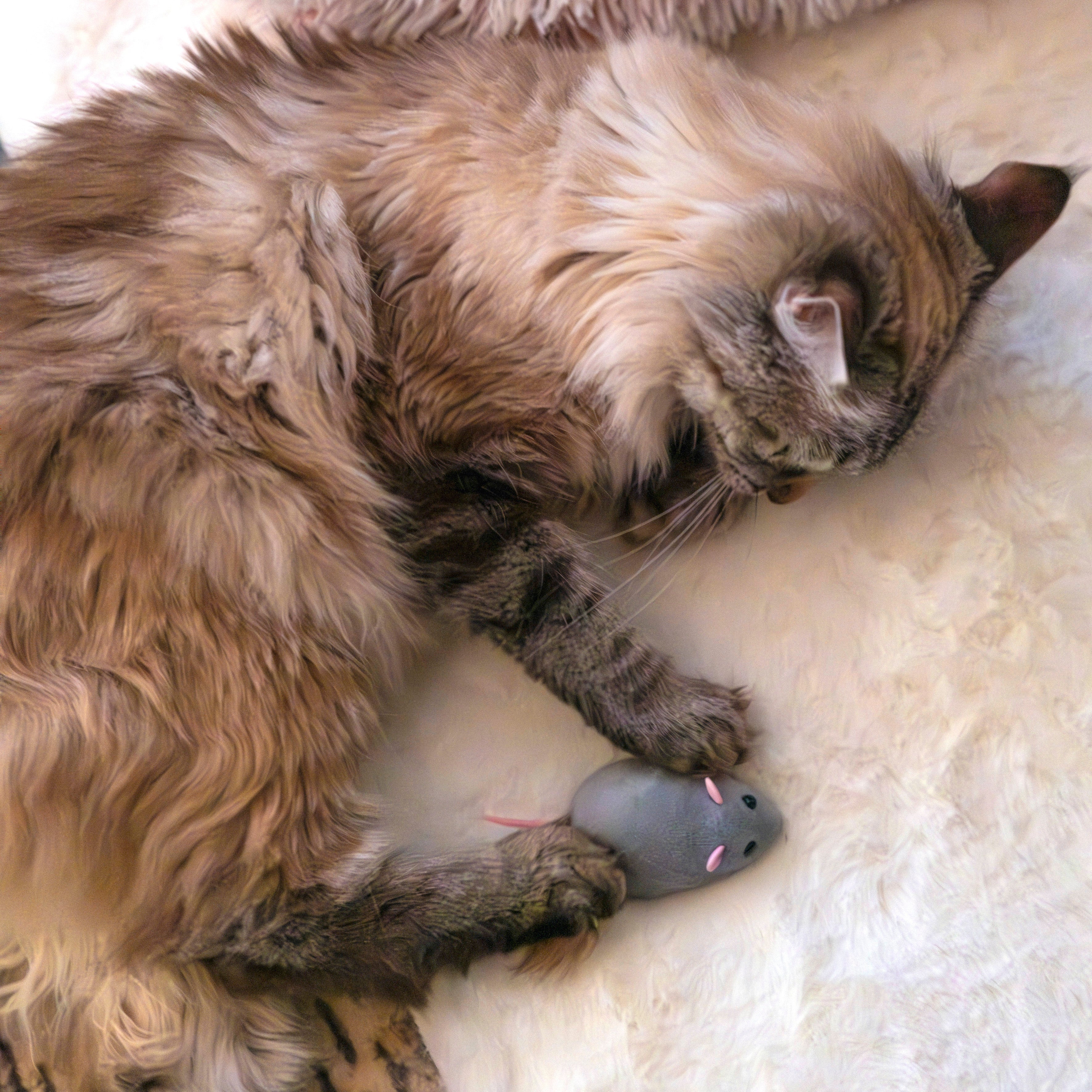 JEU SOURIS TELECOMMANDE POUR CHAT