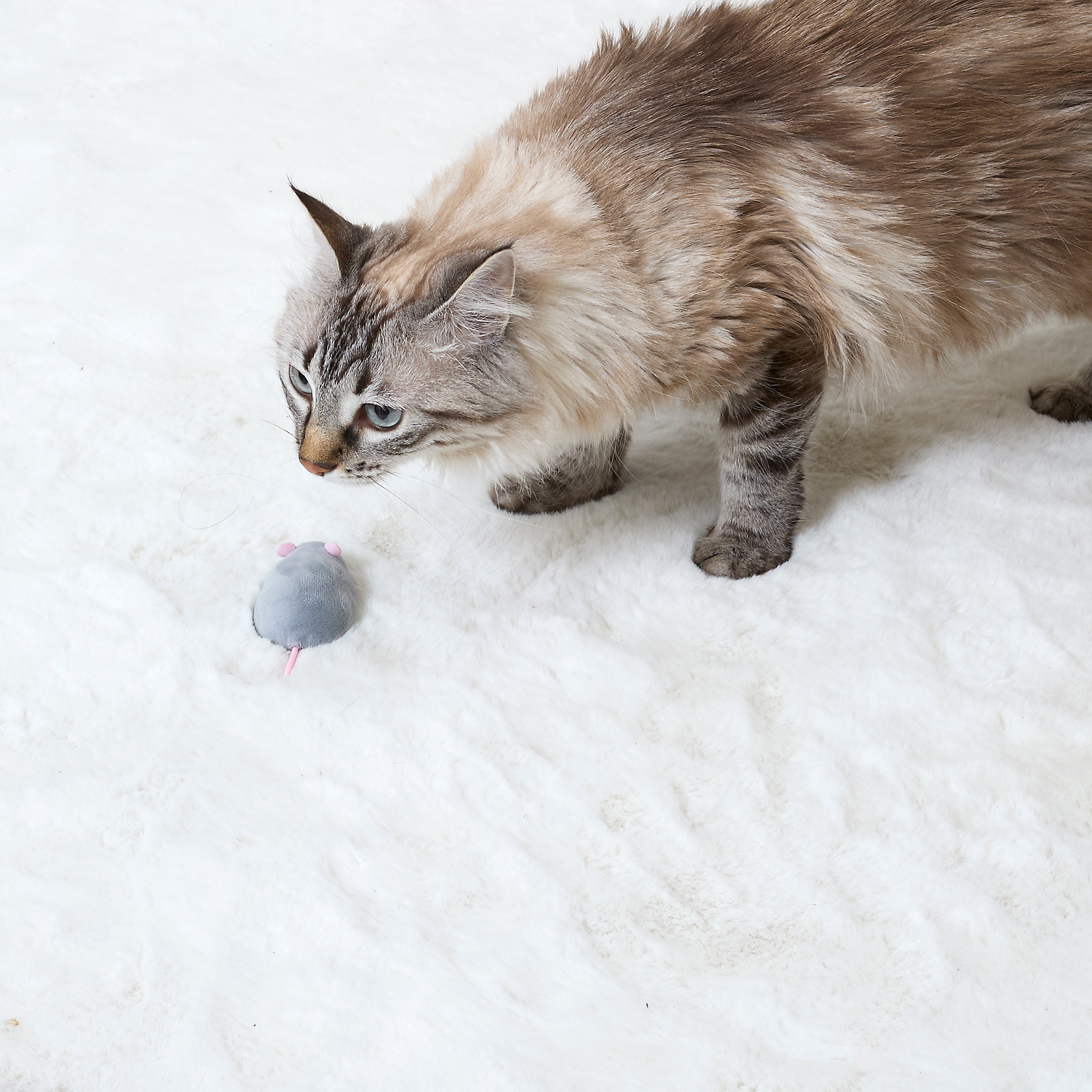 JEU SOURIS TELECOMMANDE POUR CHAT