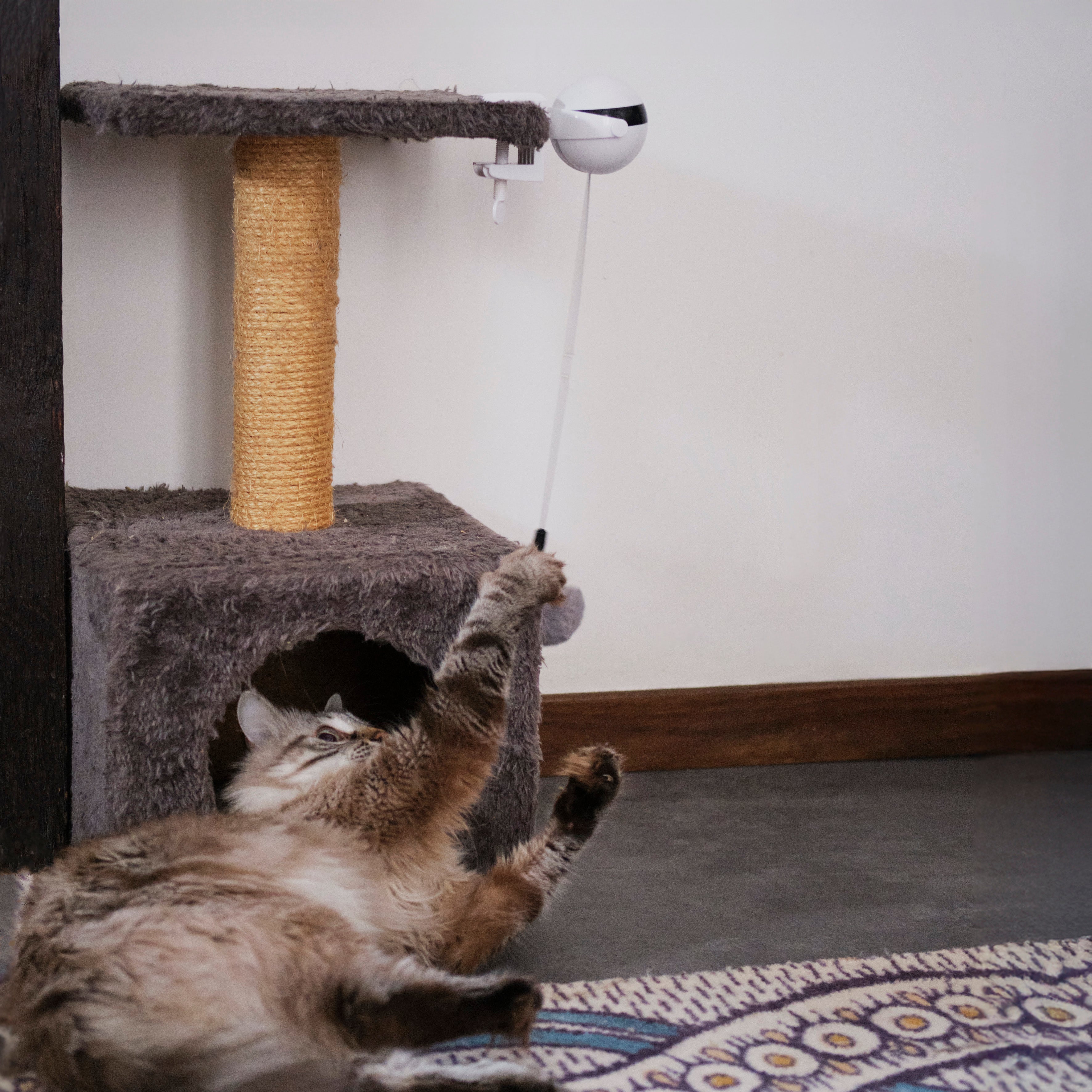 JEU INTERACTIF POUR CHAT A VISSER CHAT SCENSEUR
