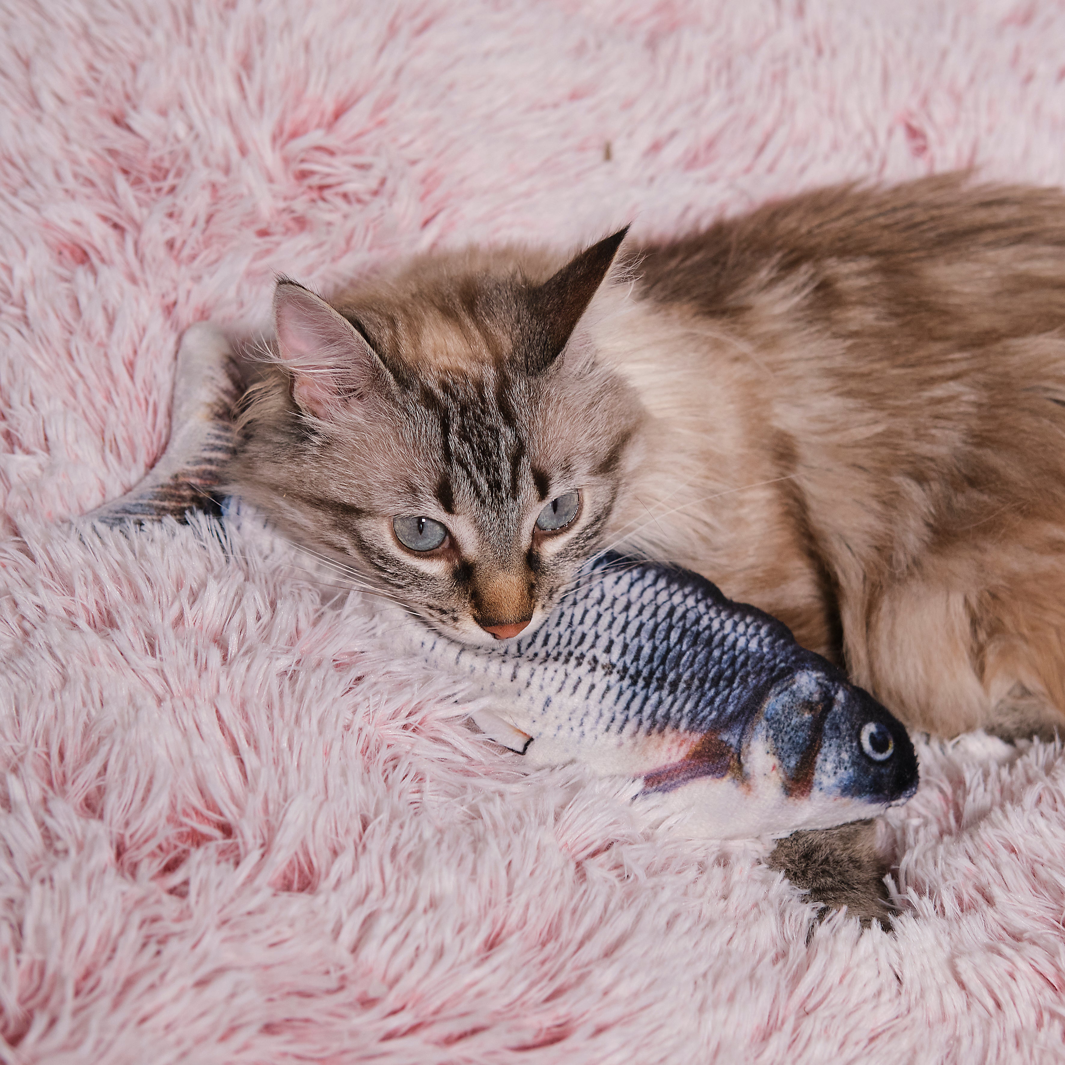 JEU INTERACTIF POISSON POUR ANIMAUX