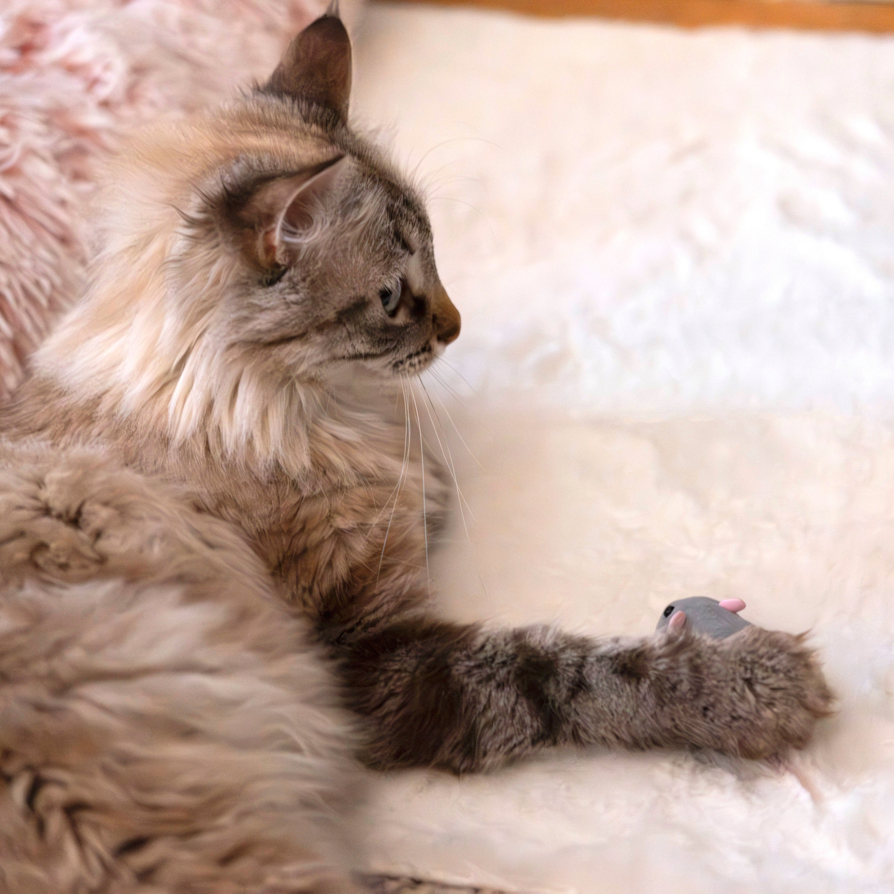 JEU SOURIS TELECOMMANDE POUR CHAT