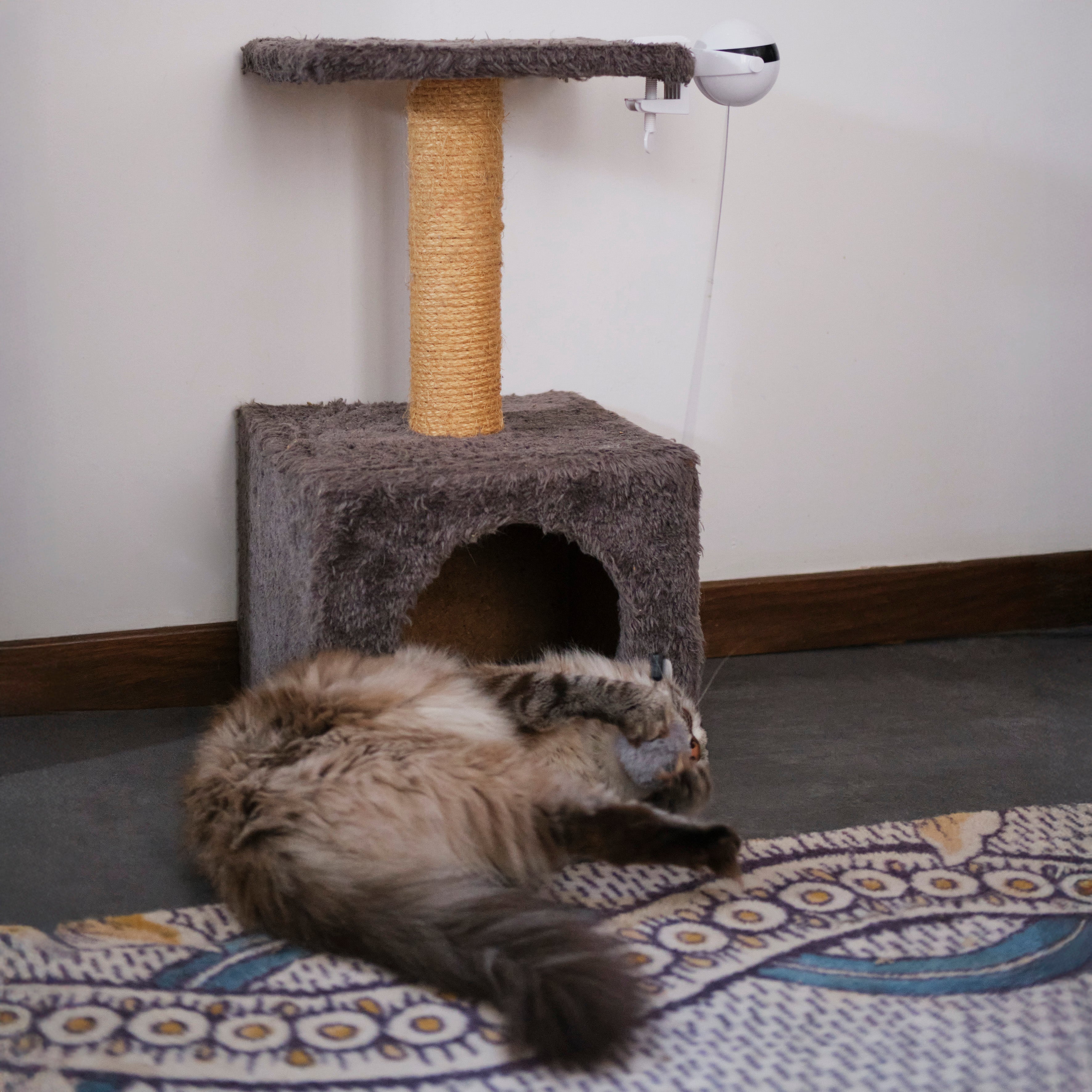 JEU INTERACTIF POUR CHAT A VISSER CHAT SCENSEUR