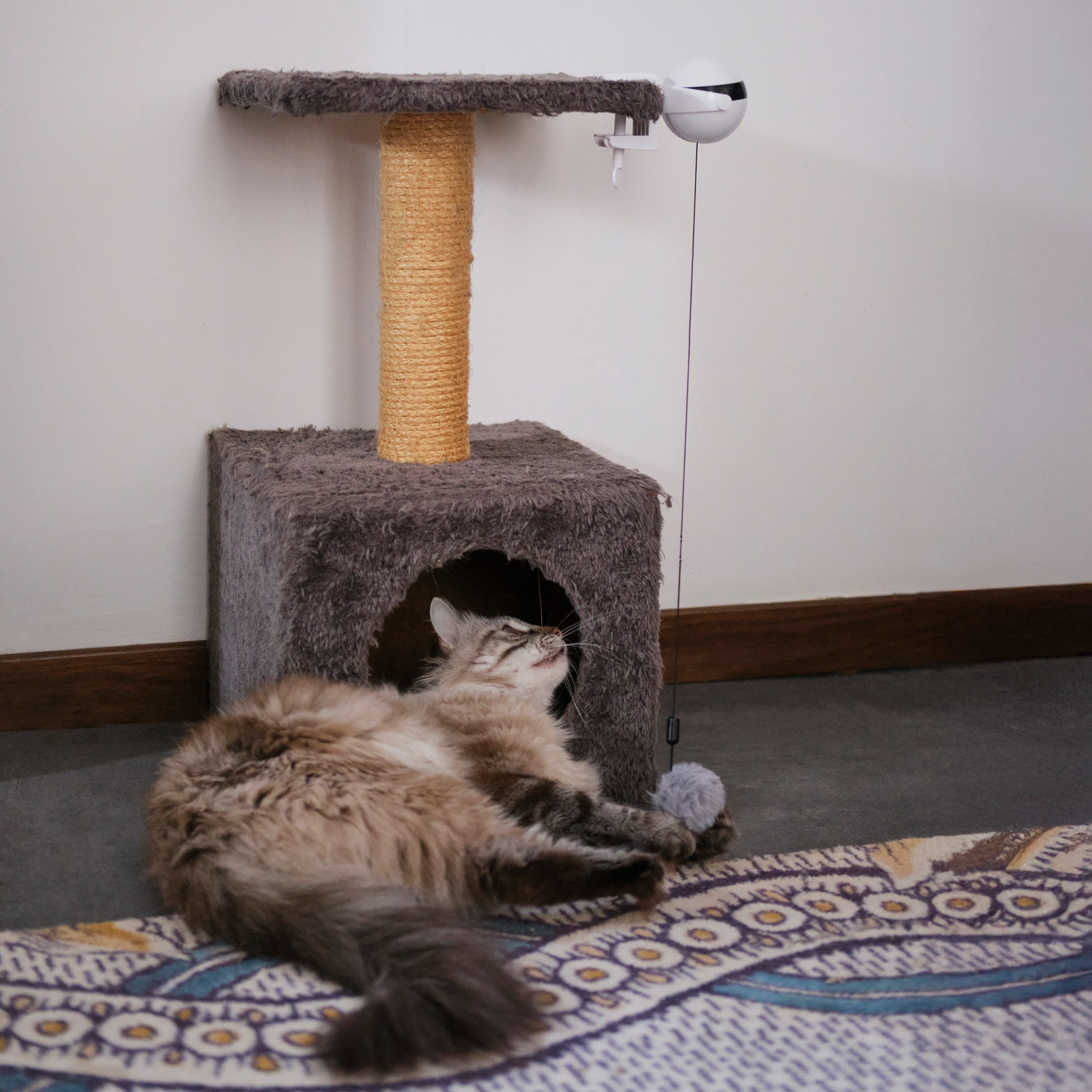 JEU INTERACTIF POUR CHAT A VISSER CHAT SCENSEUR